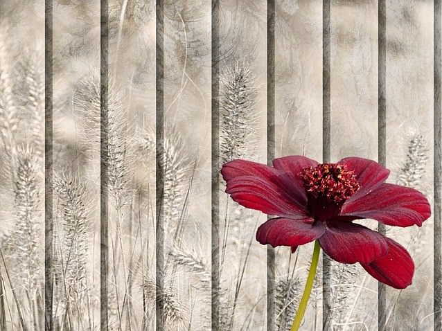 チョコレートコスモス